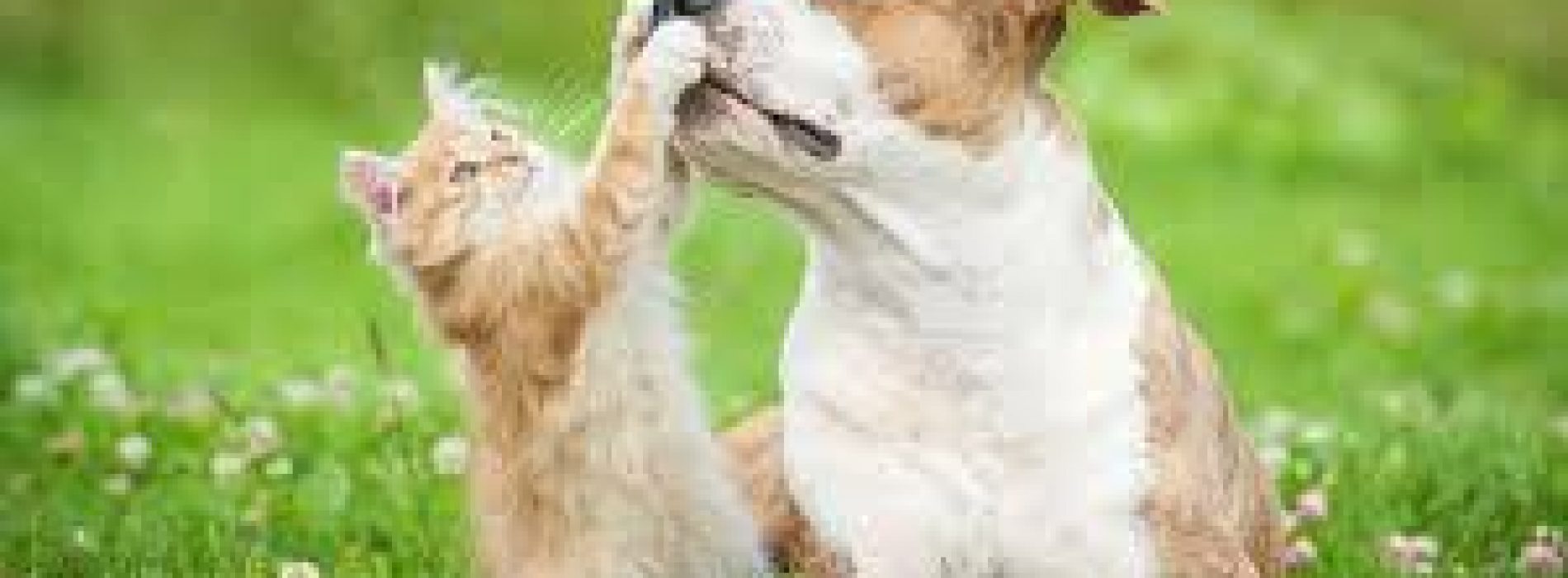 Housebreaking Your Pit Bull Terrier: Puppy Dog Training