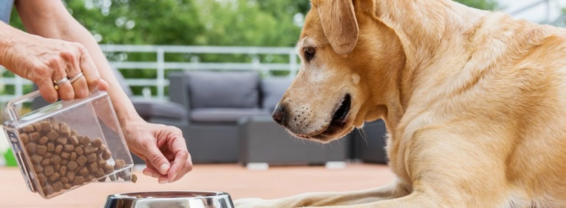 ﻿How to choose the ideal Quality Pet Food for your beloved pet