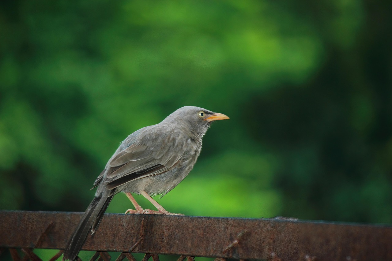 Black, nature, wildlife — Experience Seamless Crypto Management with Ledger Live
