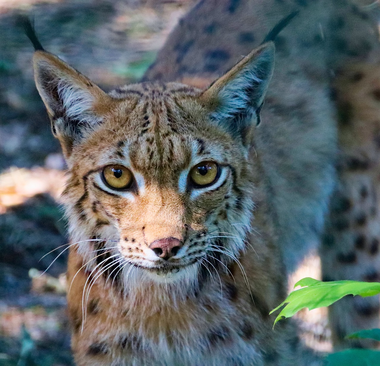 Feature, the eurasian lynx, beast — Experience Seamless Crypto Transactions with Ledger Live