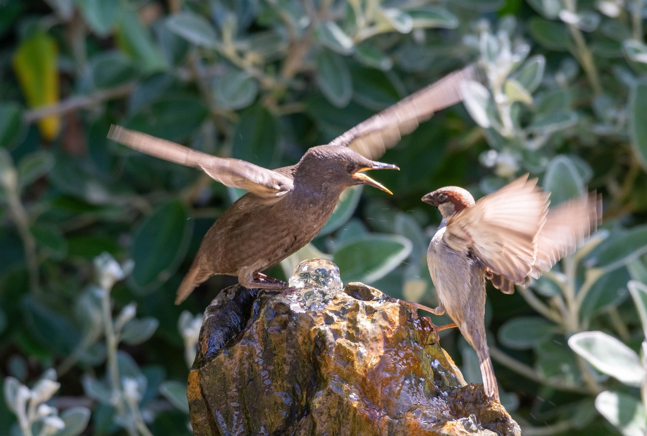 Starling, nature, sparrow — Fair Go Casino Login Setup with Two-Factor Authentication