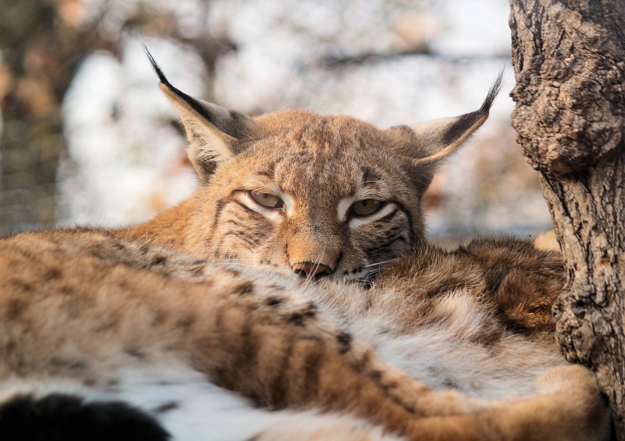 Feature, nature, the eurasian lynx — Mastering the Art of Crypto Swaps with Raydium