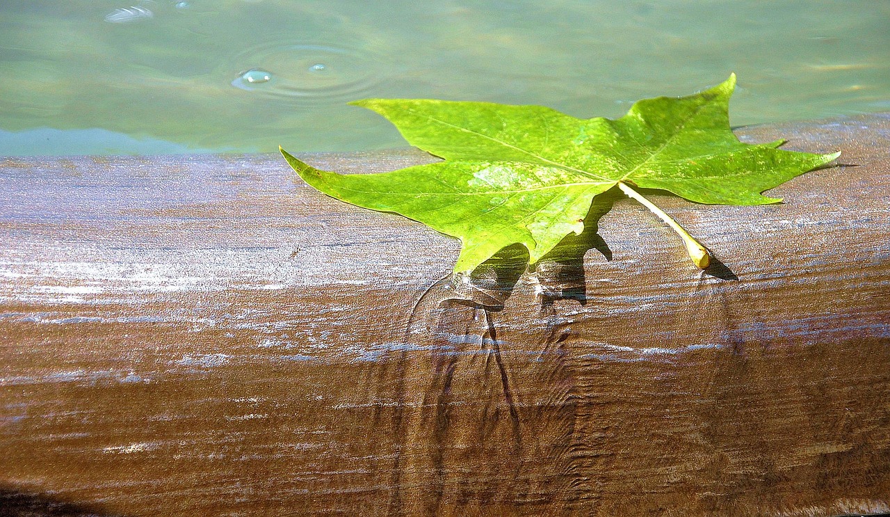 Water, brunne, leaf — Real Money Roulette Canada Daily Bonus: A Comprehensive Guide