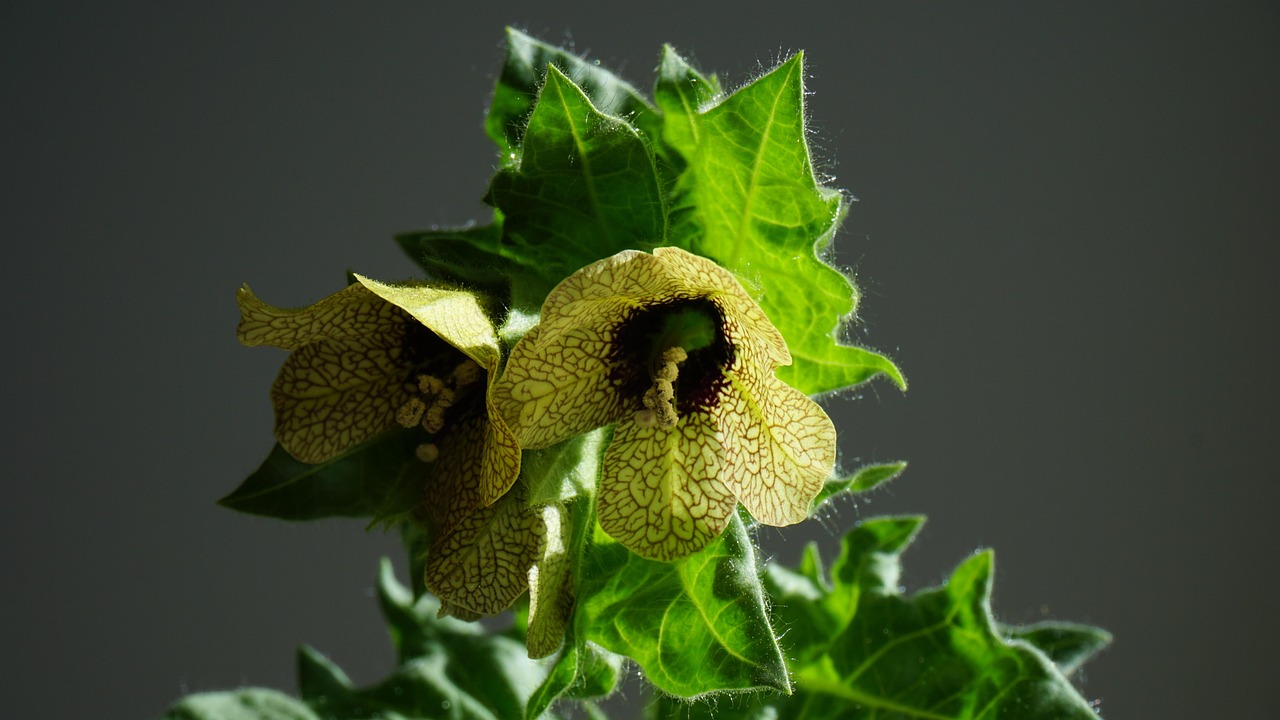 Hyoscyamus niger, henbane, mental health — What to Expect from Dental Braces and Orthodontic Treatment: A Complete Guide